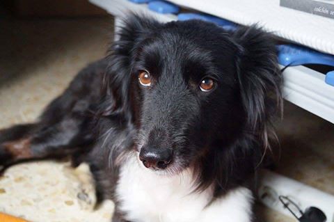 Terapia elaborada para cães resgatados