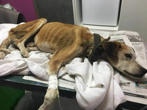 A longa viagem de Vali