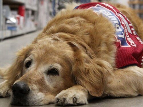 Veterano de guerra e uma cadela de assistência são contratados por uma loja