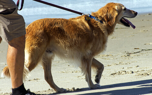 Viajar com seu cão: sim ou não?