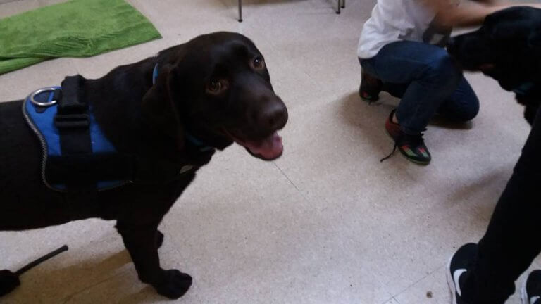 caes-que-fazem-justica-2