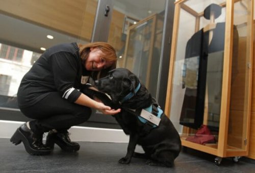 Cães que fazem justiça