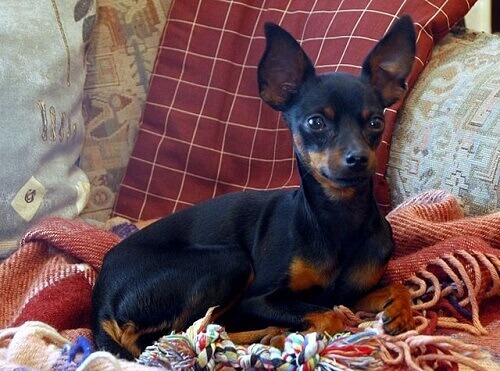 Prague Ratter, um cão muito pequeno