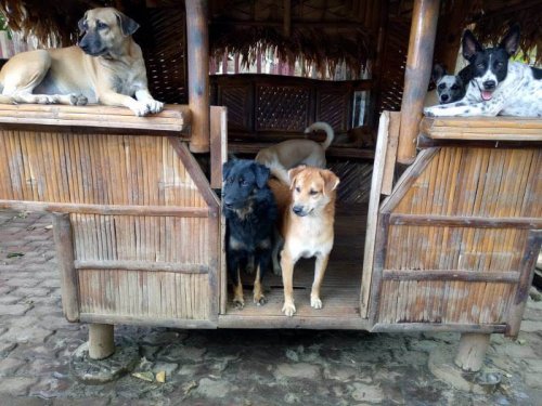 Um menino montou seu próprio abrigo de animais