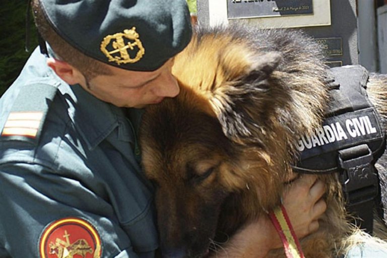 México oferece cães policiais aposentados para adoção