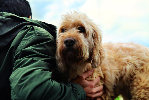 Os segredos da amizade verdadeira entre o cão e o homem
