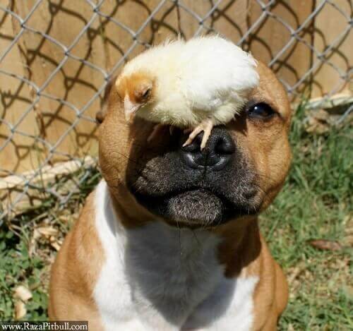 amizade-entre-pitbull-e-pintinhos-2