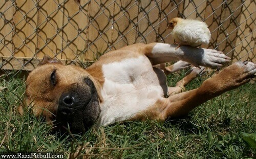 Conheça a amizade entre um Pit bull e uns pintinhos