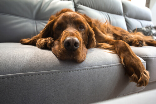 Os cães idosos também podem aprender as coisas