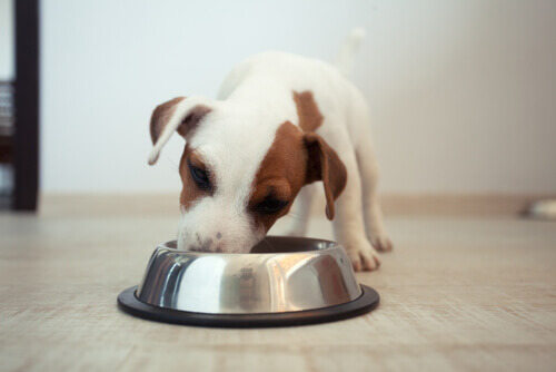 Existem cachorros vegetarianos?