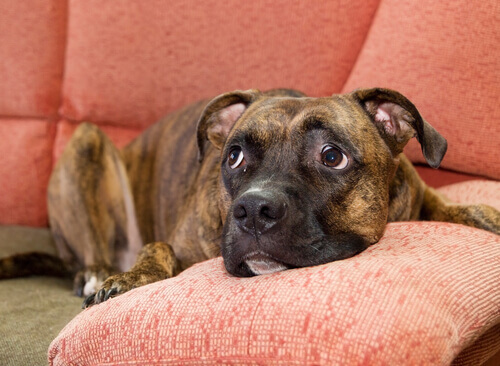 Dicas para acalmar um cão assustado por ruídos