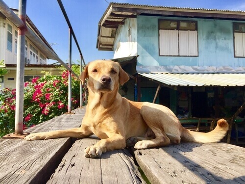 Regras para levar em consideração sobre nosso animal de estimação no condomínio