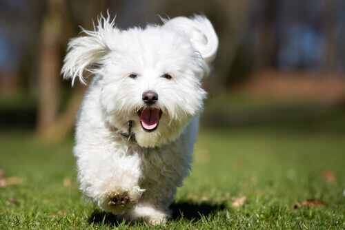 Por que seu cachorro corre quando você lhe dá uma guloseima