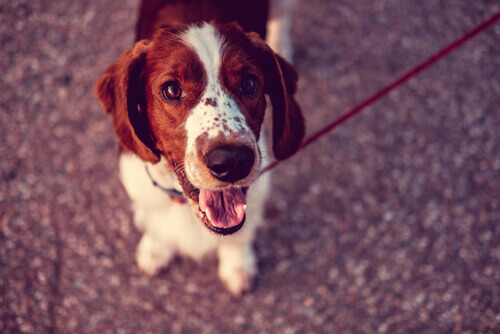 Qual país tem mais cães?