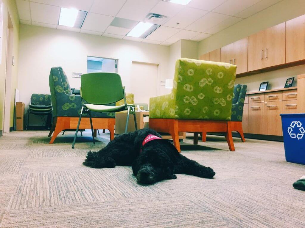 Um cão tornou-se professor da Universidade do Sul da Califórnia