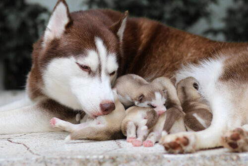 cadela pode dar à luz a quantos filhotes