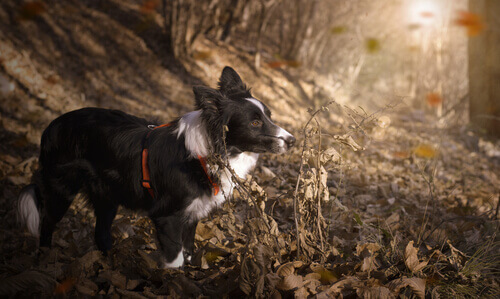 As 10 raças de cachorros que mais gostam de esporte