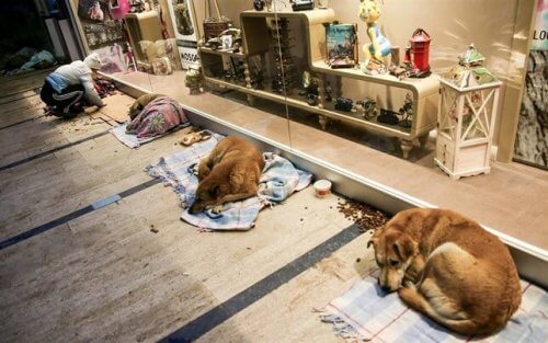 Cães de rua podem dormir em um shopping