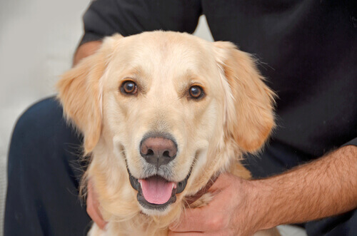 Se você for solteiro e quiser um animal de estimação, adote um cachorro!