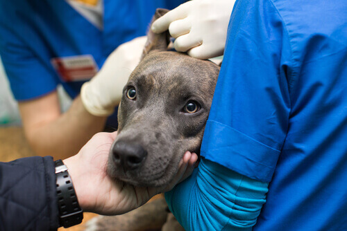 Um centro para doação de sangue para cães em Taiwan