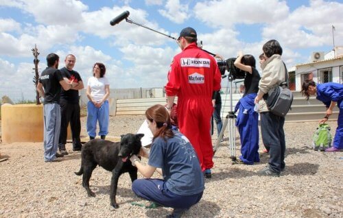 Um documentário impressionante contra o abandono de animais