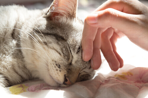 5 benefícios de dormir com seu gato