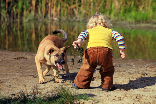 O que fazer se meu filho tem medo de cachorros