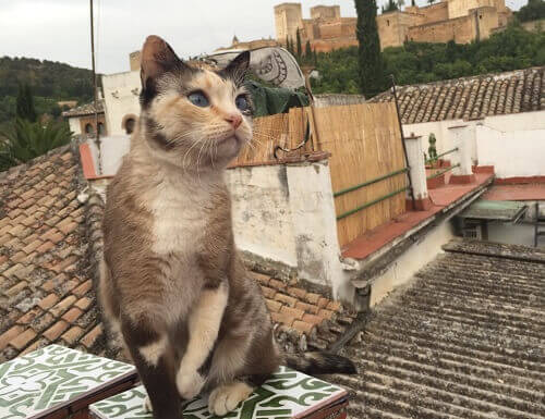 Os gatos de Alambra