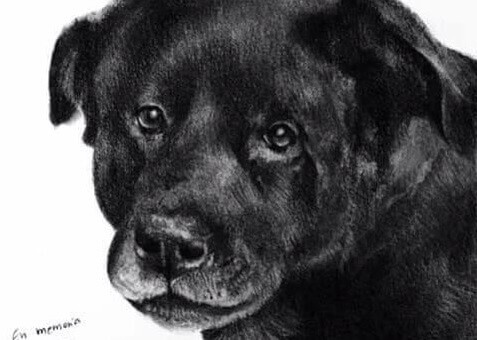 Mobilização nas redes sociais após a morte de Cholito