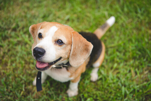 5 livros que você deve ler para entender o seu cachorro - Parte 2