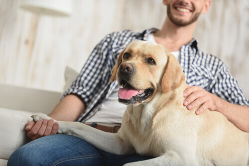 Você sabia que os cães reconhecem o tom de voz?