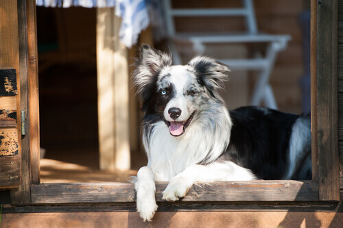 Por que os cães veem portas invisíveis