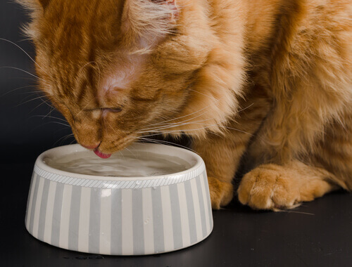 Por que os gatos não bebem tanta água?
