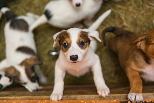 Qual a diferença entre uma sociedade protetora e um abrigo de animais?