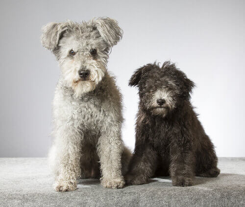 Pumi, uma nova raÃ§a de cÃ£es