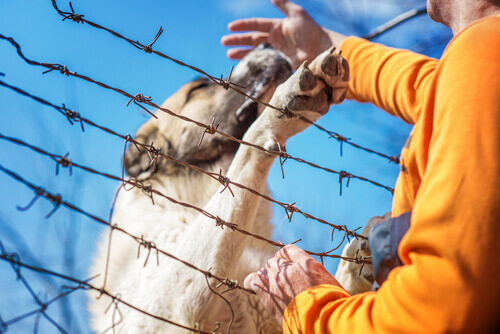 Um soldado iraniano perdeu uma perna ao salvar um cão