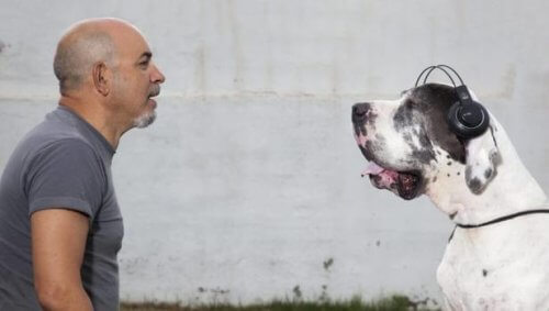 Conheça o primeiro show para cachorros