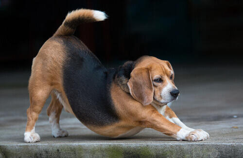 5 sinais que você deve reconhecer em seu cão