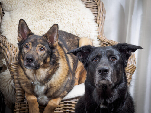 Por que o seu cachorro está obcecado em montar?