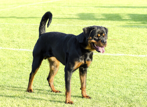 A raça determina a agressividade do cão?