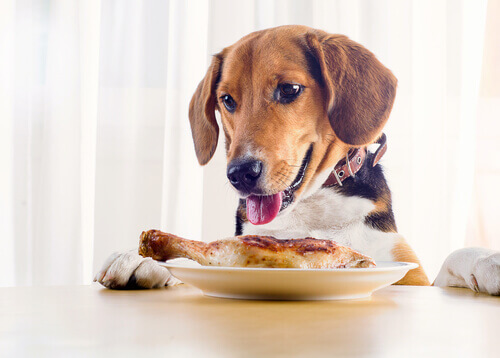 8 alimentos perigosos para cães em ceias natalinas