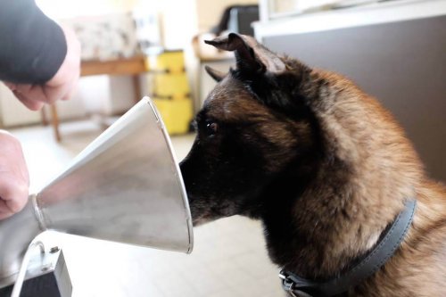 Existem cachorros que são capazes de detectar câncer de mama