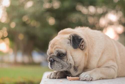 Por que os cães comem menos no verão?