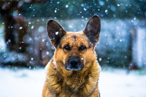 Como distrair um cachorro no inverno?