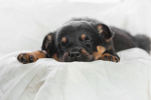 Por que o descanso e dormir bem são importantes para os animais de estimação?