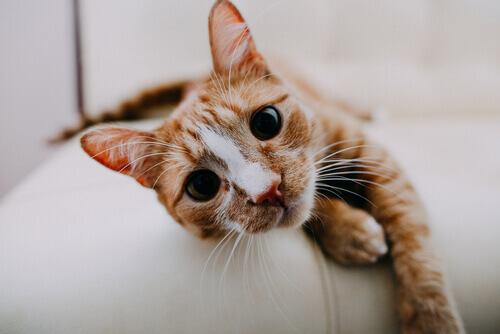 Você já conhece as 9 formas de respirar dos gatos?