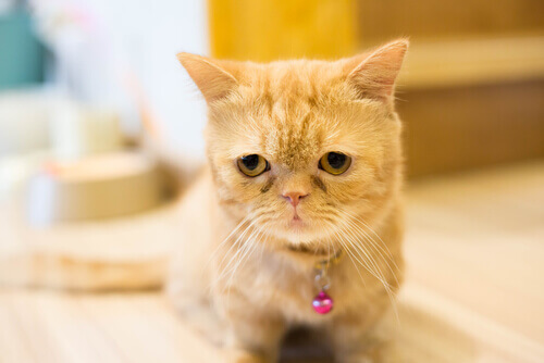 Conheça os gatinhos Munchkin, que são filhotes para sempre