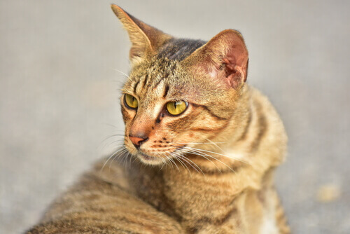 Bengal, ou gato-de-bengala, uma raça peculiar de gatos