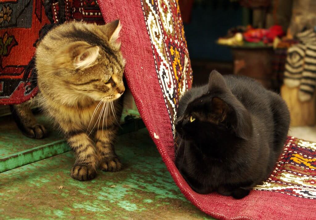 Conheça a mesquita que oferece um lar para gatos abandonados