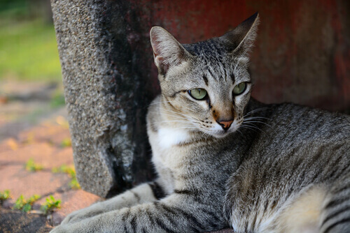 Gatos, animais de estimação muito independentes